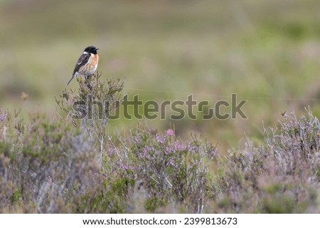 Male European stonechat (Saxicola rubicola) on the moors on a summer evening, Perthshire, Scotland