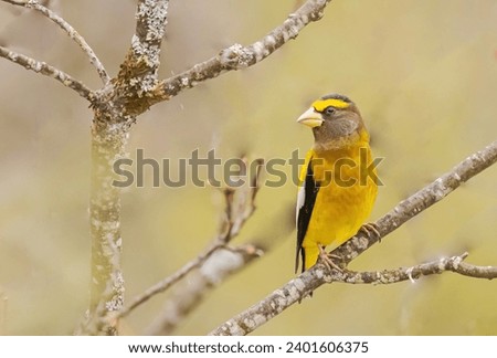 A male evening grosbeak perched on a branch near some feeders.
