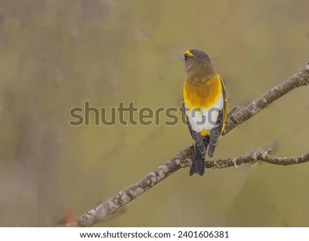 A male evening grosbeak perched on a branch near some feeders.