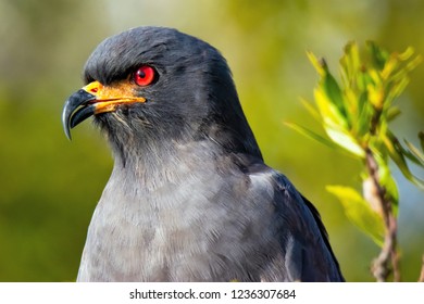 Male Everglades Snail Kite