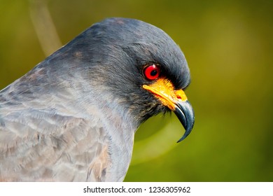 Male Everglades Snail Kite Profile 