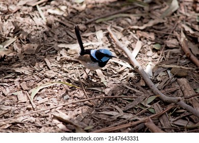 the male fairy wren is black, blue and white with a tan wing.. he has a long blueblack tail