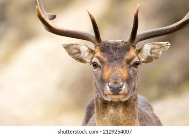 Male Fallow Deer Face Close Up in Nature