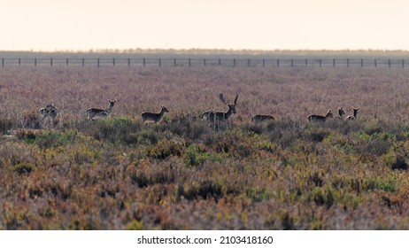 male fallow deer with his harem in a bush field