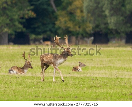 Male fallow deer (stag) checking up on his females in the rutting season..