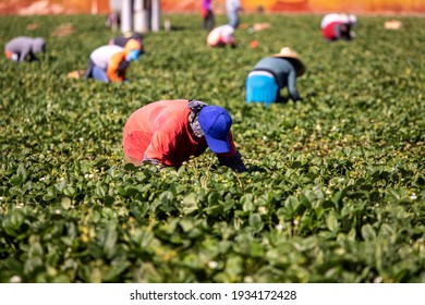 Male Farm Worker Picking Strawberries In A Field