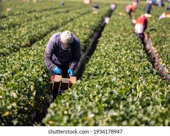 Male Farm Worker Picking Strawberries In A Field