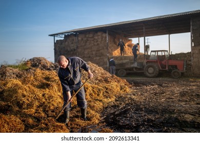 Male Farm Worker Shoveling Manure Pile On A Ranch While Group Of Farmers Working In Background