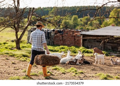 Male farmer carries hay for his goats. Young rancherman feeding cute pets. Farm livestock farming for the industrial production of goat milk dairy products. Agriculture business and cattle farming.