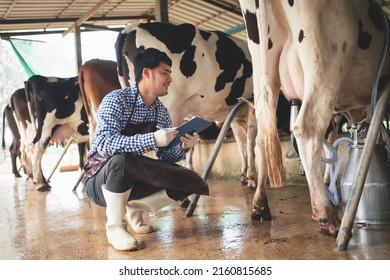 male farmer checking on his livestock and quality of milk in the dairy farm .Agriculture industry, farming and animal husbandry concept ,Cow on dairy farm eating hay,Cowshed.