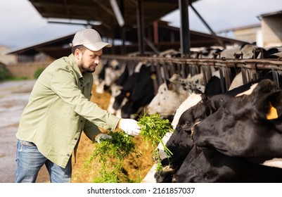 Male farmer feeding cows with fresh grass at cow farm