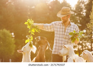 Male farmer feeding goats with fresh green grass on ecological pasture on a meadow. Livestock farming for the industrial production of goat milk dairy products.Agriculture business and cattle farming.