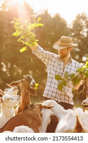 Male farmer feeding goats with fresh green grass on ecological pasture on a meadow. Livestock farming for the industrial production of goat milk dairy products.Agriculture business and cattle farming.