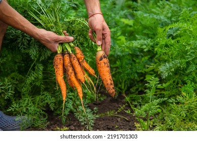 Male Farmer Harvesting Carrots In The Garden. Selective Focus. Food.