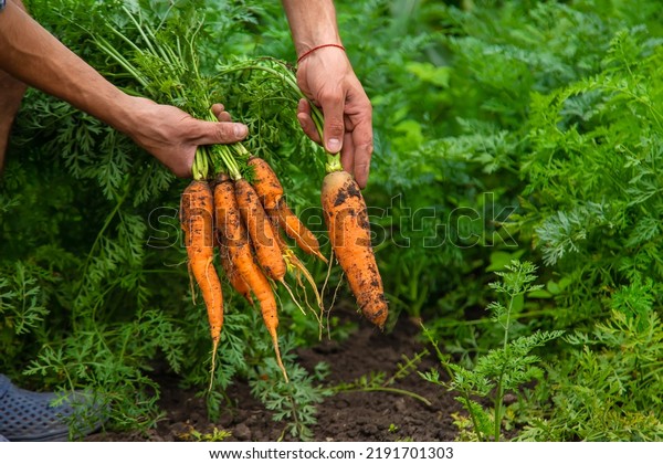 Male farmer harvesting carrots in the garden.\
Selective focus. Food.