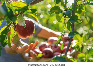 A male farmer harvests apples. Selective focus. Food. - Powered by Shutterstock