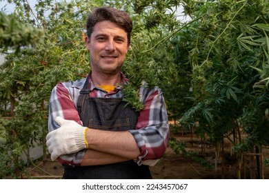 Male farmer and marijuana plant in greenhouse - Shutterstock ID 2243457067