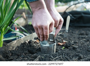 Male farmer on a high bed makes holes for planting seedlings. Device for planting bulbous crops daffodils or tulip. Preparation and marking of land for planting plants. Bulb Planter in hand with glove
