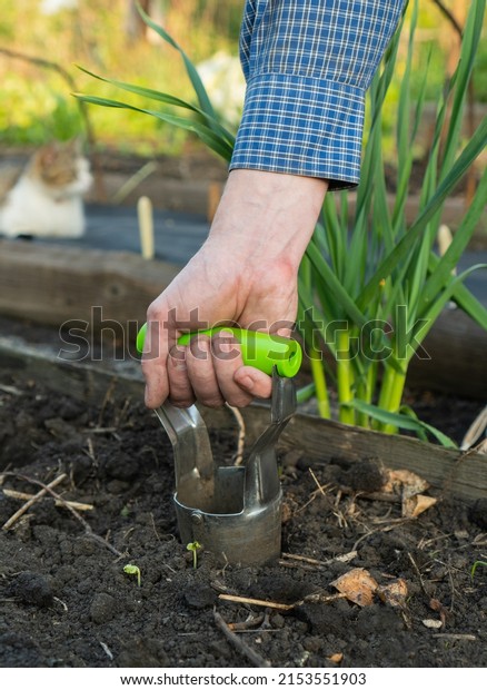 Male farmer on a high bed makes holes for planting\
seedlings. Device for planting bulbous crops daffodils or tulip.\
Preparation and marking of land for planting plants. Bulb Planter\
in hand with glove