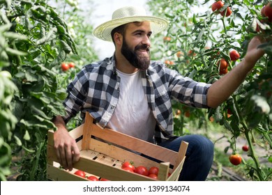 Male farmer picking fresh tomatoes from his hothouse garden - Shutterstock ID 1399134074