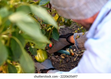 Male Farmer Picking Vegetables In His Garden. Selective Focus. Food