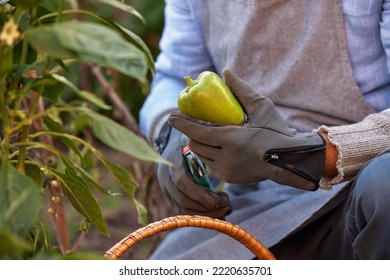 Male Farmer Picking Vegetables In His Garden. Selective Focus. Food