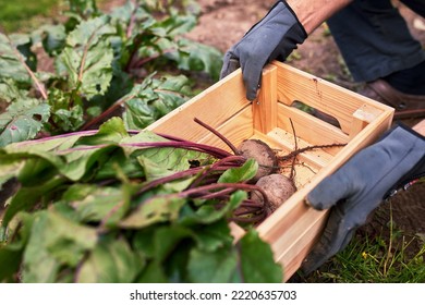 Male Farmer Picking Vegetables In His Garden. Selective Focus. Food