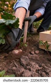 Male Farmer Picking Vegetables In His Garden. Selective Focus. Food