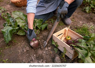 Male Farmer Picking Vegetables In His Garden. Selective Focus. Food