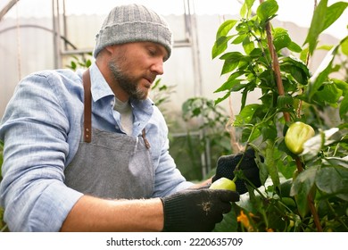 Male Farmer Picking Vegetables In His Garden. Selective Focus. Food