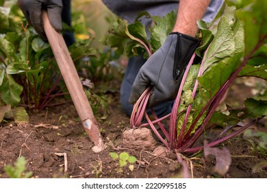 Male Farmer Picking Vegetables In His Garden. Selective Focus. Food