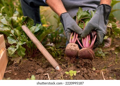 Male Farmer Picking Vegetables In His Garden. Selective Focus. Food