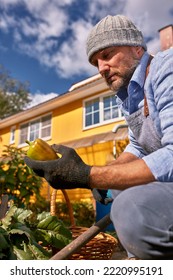 Male Farmer Picking Vegetables In His Garden. Selective Focus. Food