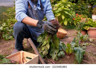 Male Farmer Picking Vegetables In His Garden. Selective Focus. Food