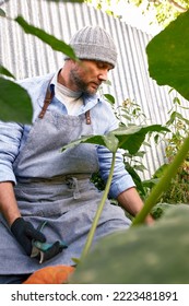 Male Farmer Picking Vegetables In His Garden. Selective Focus. Food