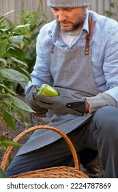 Male Farmer Picking Vegetables In His Garden. Selective Focus. Food