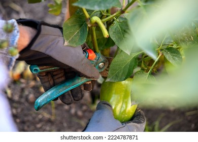 Male Farmer Picking Vegetables In His Garden. Selective Focus. Food