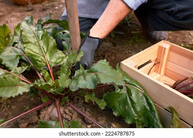 Male Farmer Picking Vegetables In His Garden. Selective Focus. Food