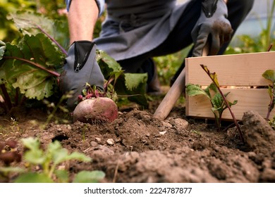 Male Farmer Picking Vegetables In His Garden. Selective Focus. Food