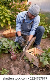 Male Farmer Picking Vegetables In His Garden. Selective Focus. Food