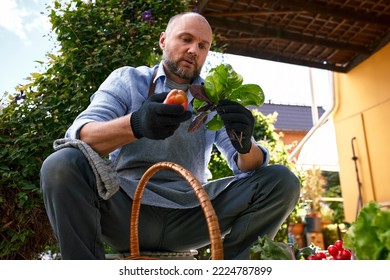 Male Farmer Picking Vegetables In His Garden. Selective Focus. Food