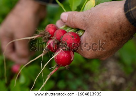 Male farmer picks crop of radishes on farm. Organic vegetables 商業照片 © 