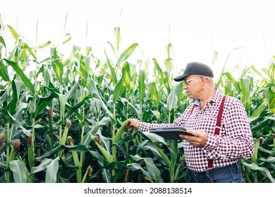 Male farmer with a tablet computer in a corn field at sunset touches the corn leaves and writes data to the program. Working in field harvesting crop. Agriculture concept - Shutterstock ID 2088138514