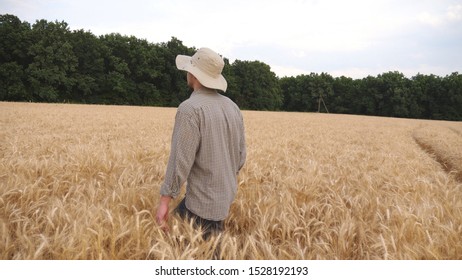 Male Farmer Walking Among Ripe Wheat Meadow And Exploring Golden Plantation. Young Agronomist Going Through The Barley Field And Examining Cereal Harvest. Agriculture Concept. Dolly Shot Slow Mo