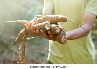 Male Farmer Wearing Yellow Shirt Holding A Stack Of Dirty-Soil Tuber Cassava After Harvesting From Garden