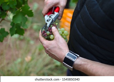 Male Farmer Winemaker Picks Grapes And Cuts Bad Grapes From A Bunch Of Grapes