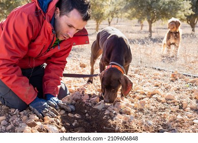 Male Farmer Working With His Dogs In Black Truffle Hunting.