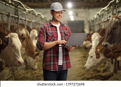 Male Farmer Working On A Laptop Computer Inside A Cowshed