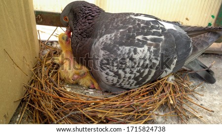 Male, father pigeon take care of two little newborn chicks in the nest on the balcony by feeds them by returning food from the esophagus , next to box.