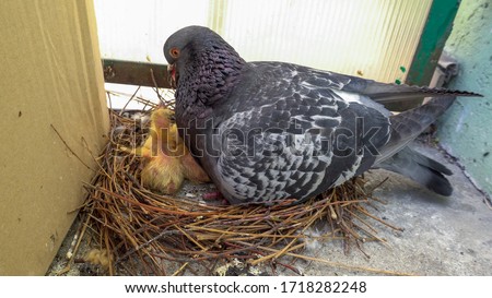 Male, father pigeon take care of two little newborn chicks in the nest on the balcony by feeds them by returning food from the esophagus , next to box.